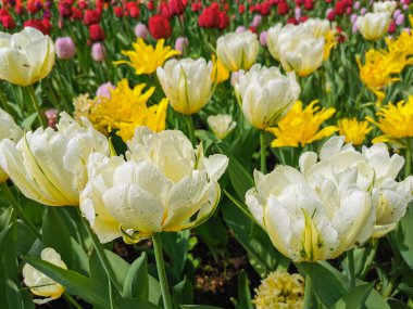 Keskin yapraklı beyaz ve sarı laleler. St. Petersburg 'daki Elagin Adası' ndaki lale festivali..