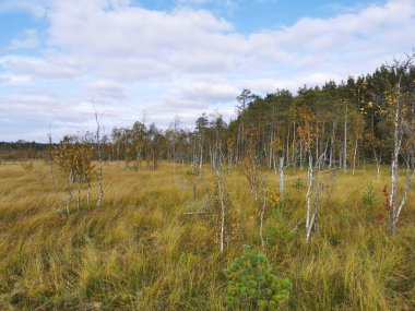 Ecotropa Sestroretsk bataklığı, bataklıkta çimenli sincapların arasında büyüyen genç huş ağaçları. Sıcak, güneşli bir sonbahar gününde güzel bulutlu mavi bir gökyüzünün arka planında.