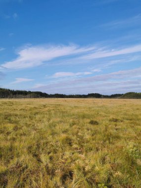 Sestroretsk bataklık ekotrosundan, kuru çimenlerin ve bataklıkta büyüyen alçak ağaçların manzarası. Bataklığın etrafında bir orman var. Sıcak, güneşli bir sonbahar gününde güzel bulutlu mavi bir gökyüzünün arka planında.