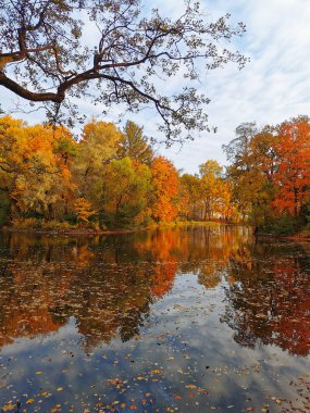 Göl kıyısında renkli yapraklı ağaçlar büyüyor ve St. Petersburg Elagin Adası 'ndaki parktaki sularına yansıyor..