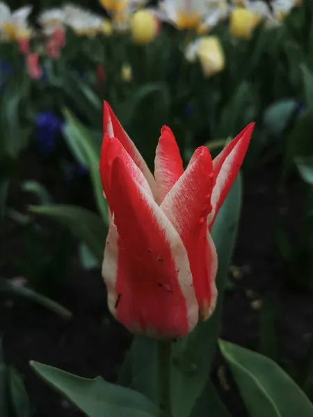 Une Tulipe Rouge Avec Des Bords Blancs Sur Lit Fleurs — Photo
