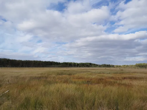 Sestroretsk bataklık ekotrosundan, kuru çimenlerin ve bataklıkta büyüyen alçak ağaçların manzarası. Bataklığın etrafında bir orman var. Sıcak, güneşli bir sonbahar gününde güzel bulutlu mavi bir gökyüzünün arka planında.