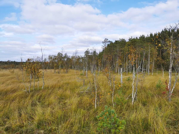 Ecotropa Sestroretsk bataklığı, bataklıkta çimenli sincapların arasında büyüyen genç huş ağaçları. Sıcak, güneşli bir sonbahar gününde güzel bulutlu mavi bir gökyüzünün arka planında.