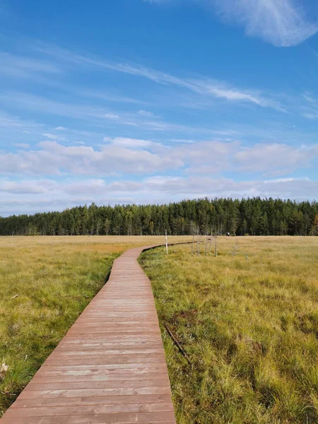 Tahta döşeme - Sestroretsk bataklık ekotrosunun bir bölümü, doğrudan bataklığın üzerinden geçiyor, uzaklığa doğru gidiyor. Sıcak, güneşli bir sonbahar gününde güzel bulutlu mavi bir gökyüzünün arka planında.