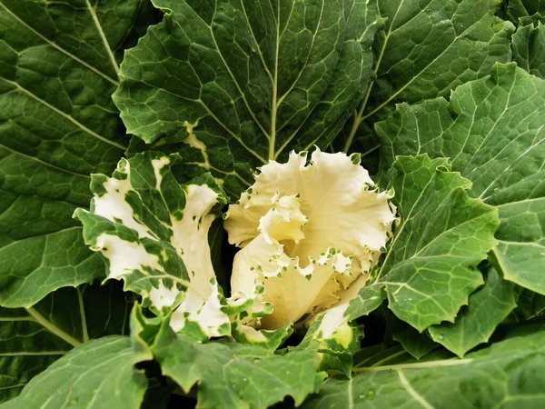 Aziz Petersburg. - Rusya. Elagin Adası 'ndaki parkta beyaz aslan heykeli, petrol çayırı, çadır ve sonbahar yaprakları görünüyor.