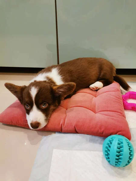 Měsíce Staré Hnědé Štěně Welsh Corgi Cardigan Bílým Čenichem Leží — Stock fotografie