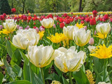 Ağaçların ve mavi gökyüzünün arka planında renkli lalelerle dolu büyük bir çiçek tarhı. St. Petersburg 'daki Elagin Adası' ndaki lale festivali..