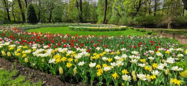 Güneşli bir bahar gününde renkli laleleri olan büyük bir sarmal çiçek tarlası. St. Petersburg 'daki Elagin Adası' ndaki lale festivali...