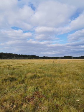Sestroretsk bataklık ekotrosundan, kuru çimenlerin ve bataklıkta büyüyen alçak ağaçların manzarası. Bataklığın etrafında bir orman var. Sıcak, güneşli bir sonbahar gününde güzel bulutlu mavi bir gökyüzünün arka planında.