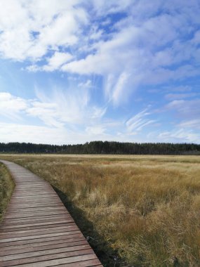Tahta döşeme - Sestroretsk bataklık ekotrosunun bir bölümü, doğrudan bataklığın üzerinden geçiyor, uzaklığa doğru gidiyor. Sıcak, güneşli bir sonbahar gününde güzel bulutlu mavi bir gökyüzünün arka planında.