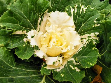 Süslü lahana (Latin Brassica oleracea var. Beyaz damarlı yeşil yapraklar ve beyaz bir ortası vardır. St. Petersburg 'daki Elagin Adası' ndaki parkta. Üst görünüm.