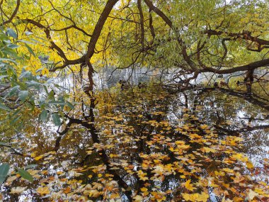 Ördekler, Elagin Adası 'ndaki parkta yaprakları dökülmüş bir gölette ağlayan söğüt dalları boyunca sıcak bir sonbahar gününde parlak sonbahar yapraklarıyla yüzerler..