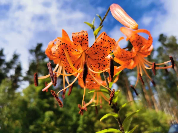 Lilium lancifolium Thunb (Lilium tigrinum Ker - Gawl.) Arkaplanda yağmur damlaları ve bulutlu mavi bir gökyüzü..