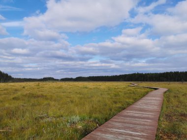 Kahverengi tahtalardan yapılmış döşeme Sestroretsk bataklık ekotrosunun insansız bir bölümüdür. Doğrudan bataklığın üzerinden geçer ve ormana doğru gider. Sıcak, güneşli bir sonbahar gününde güzel bulutlu mavi bir gökyüzünün arka planında.