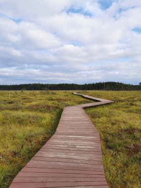Kahverengi tahtalardan yapılmış döşeme Sestroretsk bataklık ekotrosunun insansız bir bölümüdür. Doğrudan bataklığın üzerinden geçer ve ormana doğru gider. Sıcak, güneşli bir sonbahar gününde güzel bulutlu mavi bir gökyüzünün arka planında.