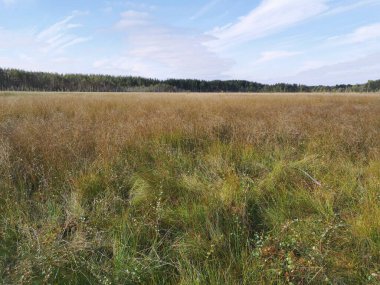 Aziz Petersburg. - Rusya. Çitin manzarası, beyaz bir aslan heykeli, bir petrol çayırı, güzel bir fener, bir köşk ve Elagin Adası 'ndaki parkta sonbahar yaprakları.