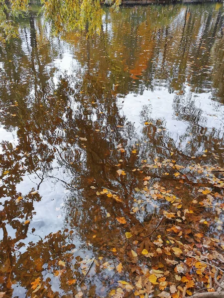 Wasser Des Teiches Park Auf Der Insel Elagin Spiegeln Sich — Stockfoto