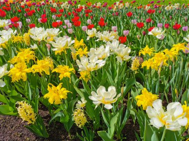 Sarı lalelerden oluşan bir yatakta sarı merkezli beyaz çift laleler. St. Petersburg 'daki Elagin Adası' ndaki lale festivali..