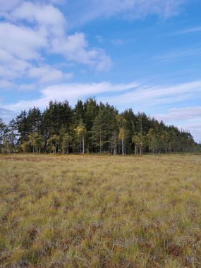 Saint-Petersburg 'da. - Rusya. - Evet. Yaprakları donmakta olan çiçekli vazolar Elaginoostrovsky Sarayı 'nın arka planında ve St. Petersburg sonbahar parkında mavi gökyüzünde..