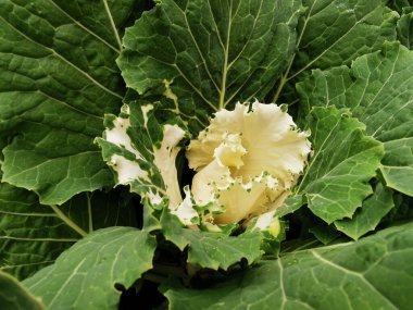 Süslü lahana (Latin Brassica oleracea var. Beyaz damarlı yeşil yapraklar ve beyaz bir ortası vardır. St. Petersburg 'daki Elagin Adası' ndaki parkta. Üst görünüm.