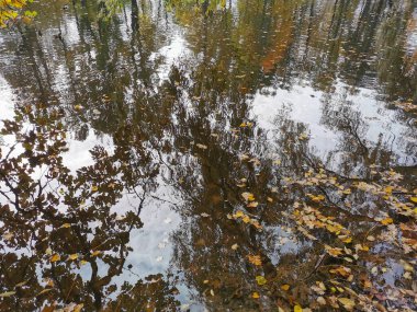 Elagin Adası 'ndaki göletin suyunda, kıyılarda büyüyen parlak sonbahar yapraklı ağaçlar, bulutlu gökyüzü ve düşen yapraklar yansıyor..