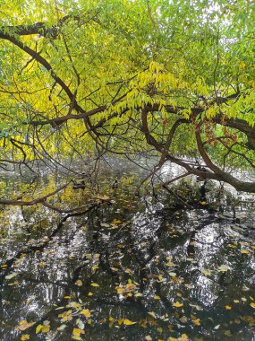 Aziz Petersburg. - Rusya. Elagin Adası 'ndaki parkta beyaz aslan heykeli, petrol çayırı, çadır ve sonbahar yaprakları görünüyor.