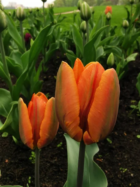 Pomeranč Zelenými Pruhy Okvětních Lístcích Tulipánů Květinovém Záhonu Mezi Zelenými — Stock fotografie