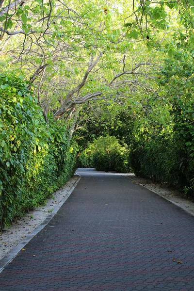Malediven Een Geplaveide Weg Schaduw Van Het Verspreiden Van Bomen — Stockfoto