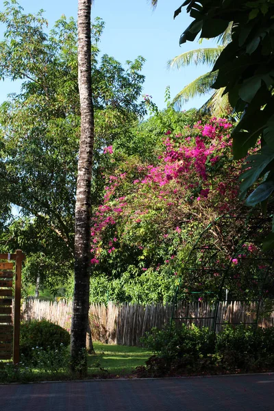 モルディブ ピンク色の花を咲かせる木々や低木が広がる日陰の石畳の道 サンアイランドリゾート スパホテル — ストック写真