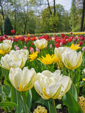 Ağaçların ve mavi gökyüzünün arka planında renkli lalelerle dolu büyük bir çiçek tarhı. St. Petersburg 'daki Elagin Adası' ndaki lale festivali..