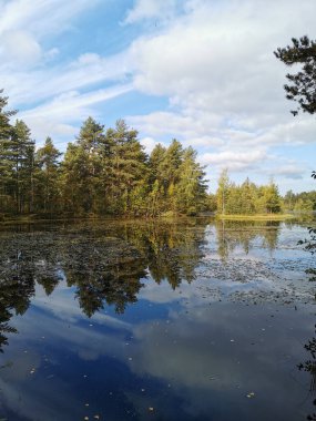 Sestroretsk bataklık ekotrosundaki orman gölü, düşen yaprakların yüzdüğü sularda, sonbahar ağaçları ve tüylü bulutlu mavi gökyüzü yansıtılır..
