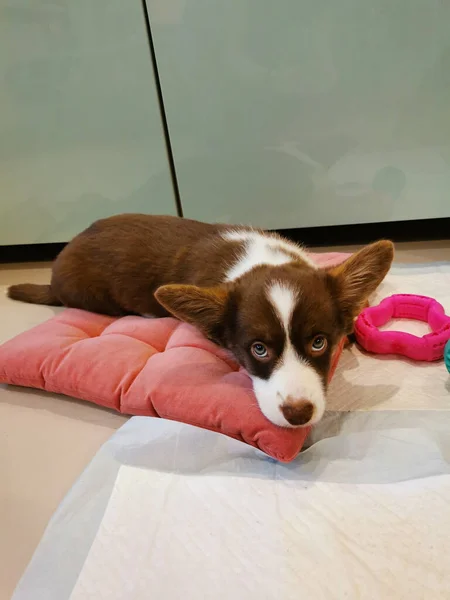 Cucciolo Gallese Corgi Cardigan Marrone Mesi Con Muso Bianco Giace — Foto Stock