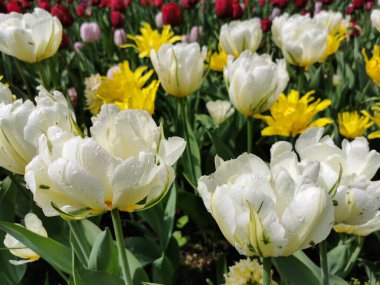 Keskin yapraklı beyaz ve sarı laleler. St. Petersburg 'daki Elagin Adası' ndaki lale festivali..