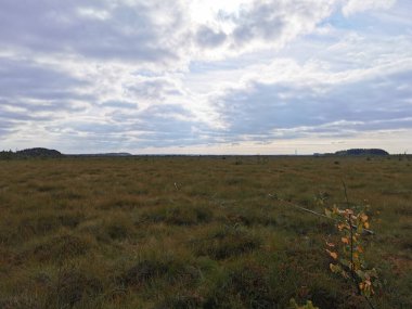 Sestroretsk bataklık ekotrosundan, kuru çimenlerin ve bataklıkta büyüyen alçak ağaçların manzarası. Sıcak, güneşli bir sonbahar gününde güzel bulutlu mavi bir gökyüzünün arka planında.