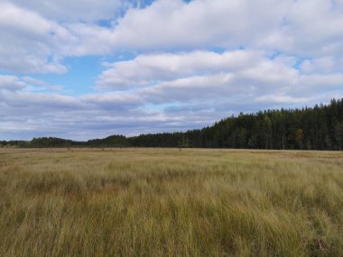 Sestroretsk bataklık ekotrosundan, kuru çimenlerin ve bataklıkta büyüyen alçak ağaçların manzarası. Bataklığın etrafında bir orman var. Sıcak, güneşli bir sonbahar gününde güzel bulutlu mavi bir gökyüzünün arka planında.