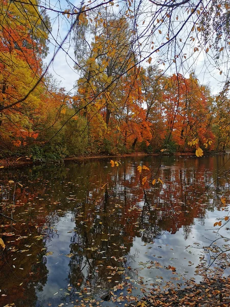 Bäume Mit Bunten Blättern Wachsen Ufer Des Teiches Und Spiegeln — Stockfoto