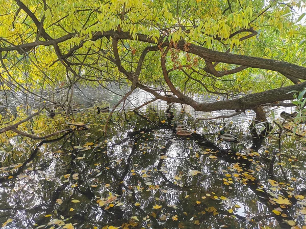 Enten Schwimmen Einem Teich Mit Abgefallenem Laub Park Auf Der — Stockfoto