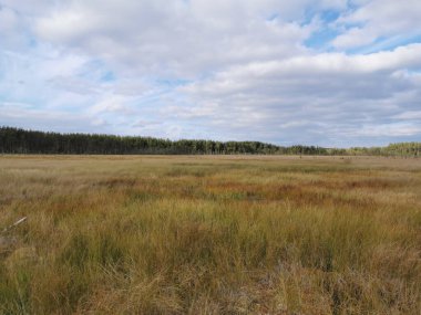 Sestroretsk bataklık ekotrosundan, kuru çimenlerin ve bataklıkta büyüyen alçak ağaçların manzarası. Bataklığın etrafında bir orman var. Sıcak, güneşli bir sonbahar gününde güzel bulutlu mavi bir gökyüzünün arka planında.