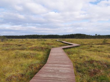 Tahta döşeme - Sestroretsk bataklık ekotrosunun bir bölümü, doğrudan bataklığın üzerinden geçiyor, uzaklığa doğru gidiyor. Sıcak, güneşli bir sonbahar gününde güzel bulutlu mavi bir gökyüzünün arka planında.