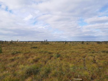Sestroretsk bataklık ekotrosundan, kuru çimenlerin ve bataklıkta büyüyen alçak ağaçların manzarası. Sıcak, güneşli bir sonbahar gününde güzel bulutlu mavi bir gökyüzünün arka planında.