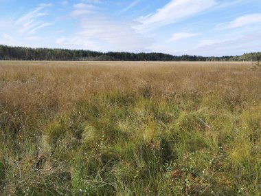 Sestroretsk bataklık ekotrosundan, kuru çimenlerin ve bataklıkta büyüyen alçak ağaçların manzarası. Bataklığın etrafında bir orman var. Sıcak, güneşli bir sonbahar gününde güzel bulutlu mavi bir gökyüzünün arka planında.