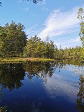 Sarı yapraklı ağaçların ve Sestroretsk bataklık eko ipinde bir orman gölünün suyunda tüylü bulutların olduğu gökyüzünün ayna görüntüsü..