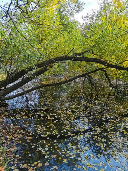 Eine Weide Mit Leuchtenden Herbstblättern Wächst Über Einem Teich Dem — Stockfoto