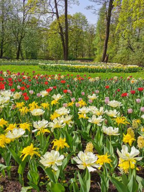 Güneşli bir bahar gününde, ağaçların ve mavi gökyüzünün arka planında renkli lalelerle büyük bir sarmal çiçek tarhı. St. Petersburg 'daki Elagin Adası' ndaki lale festivali..