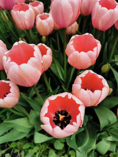 Beaucoup Tulipes Roses Douces Extérieur Rose Foncé Intérieur Sur Vue — Photo