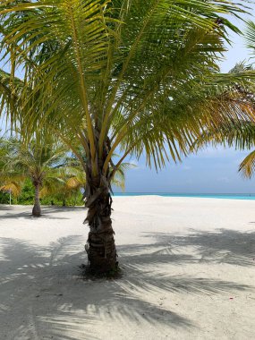 Maldivler. Hint Okyanusu kıyılarındaki kumsal manzarası. Beyaz kum, gök mavisi su ve şemsiyeler altında güneşlenen insanlar. Ve Maldivler 'de palmiye ağaçları..