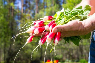 Bir sürü taze turp (lat. Bir erkek palmiyesi üzerinde çiçek ve ağaçlardan oluşan bir arka plana karşı.