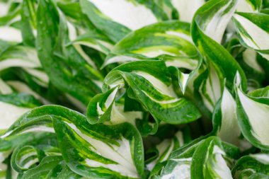 Hosta gider (lat. Yağmur damlalarına yakın çekim. yeşil arkaplan.