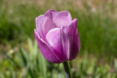 Leylak Tulip. İçerisi açık leylak, dışarısı koyu. Leningrad Bölgesi. Rusya.