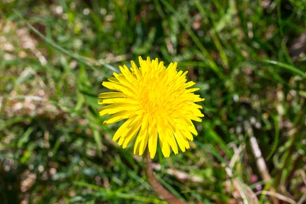 Dandelion Lat Taraxacum Green Grass — Stock Photo, Image